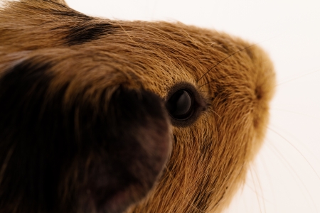 This is a picture of a brown and red guinea pig taken with a white background.の写真素材