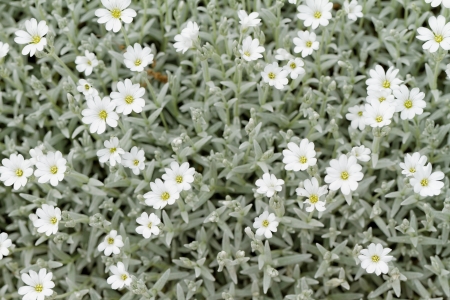 White rock flower garden edgingの写真素材