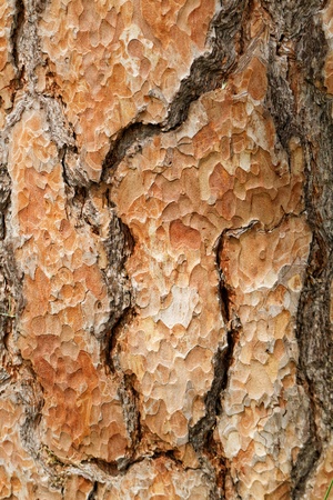 Wooden texture. Crimean pine tree, close-up view.の写真素材