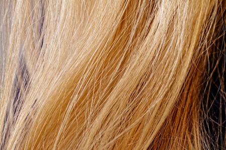 Long blond hair as backgroundの写真素材
