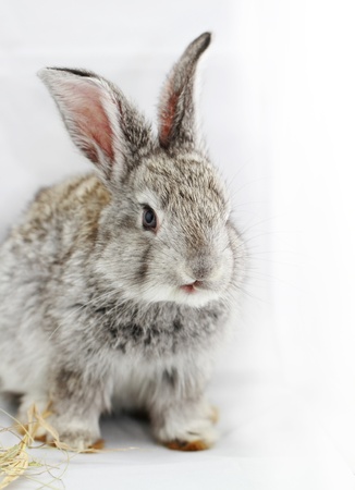 Gray rabbit bunny isolated on white backgroundの写真素材