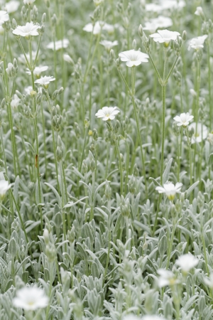 White rock flower garden edgingの写真素材