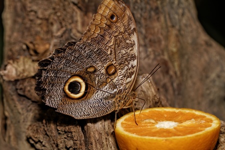 Detailed macro of tropical butterfly (Caligo)の写真素材