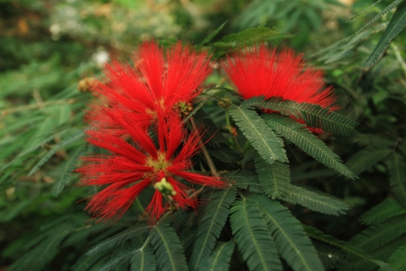 Flowers of acacia, Albizzia julibrissin.