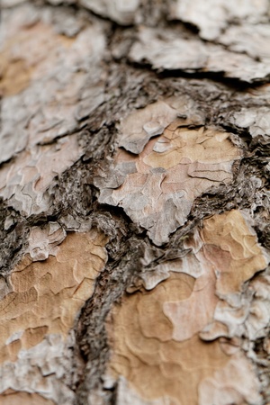 Wooden texture. Crimean pine tree, close-up view.