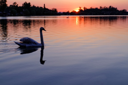 Swan in the beautiful sunset over the lakeの写真素材