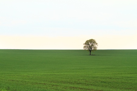 Green tree in full leaf in a field summerの写真素材