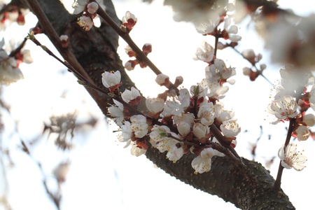 A Cherry blossom against - close up
