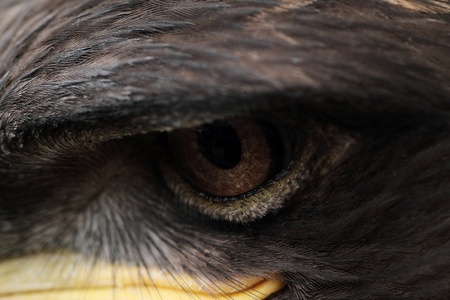 The Steppe Eagle is a bird of prey