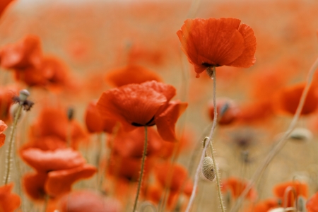 Red poppies blooming in the wild meadow - yellow tone
