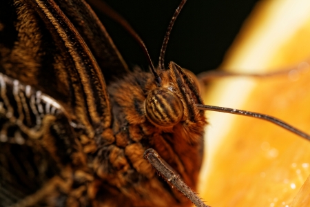 Detailed macro of tropical butterfly (Caligo)の写真素材