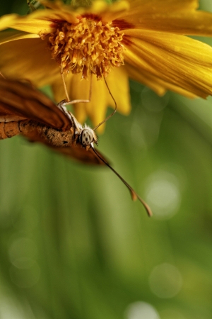 Orange butterfly on a flower in sunlightの写真素材