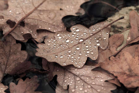 Dewdrops on the dry leaf macro shot