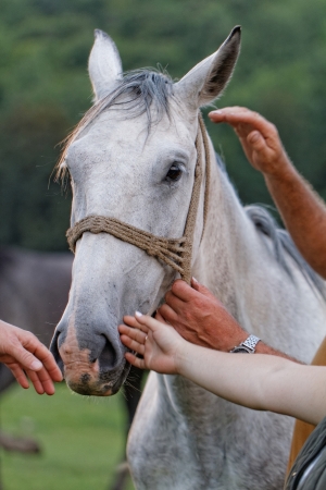 White Horse on a summer pastureの写真素材