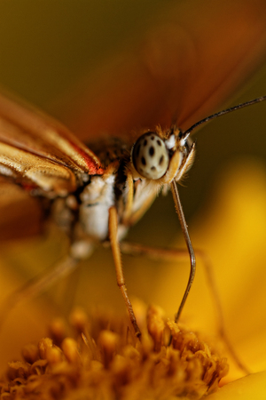 Orange butterfly on a flower in sunlightの写真素材