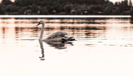 Swan in the beautiful sunset over the lake - yellow toneの写真素材