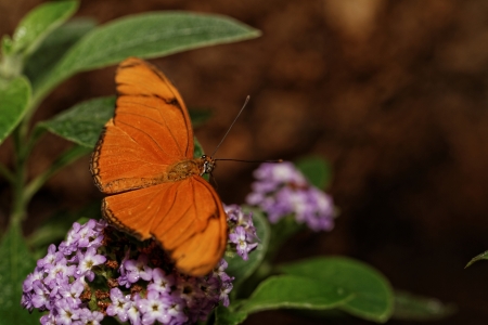 Orange butterfly on a flower in sunlightの写真素材