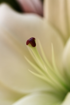 Fine art of close-up flower blurredの写真素材
