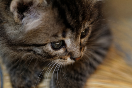 Close-up portrait of tabby house catの写真素材