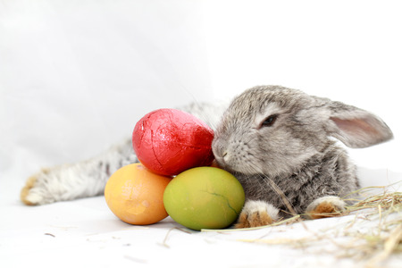 Cute gray rabbit with Easter eggs isolated on white