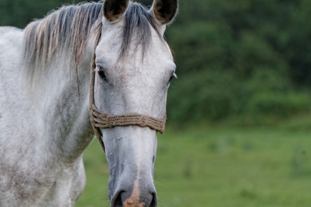 White Horse on a summer pastureの写真素材