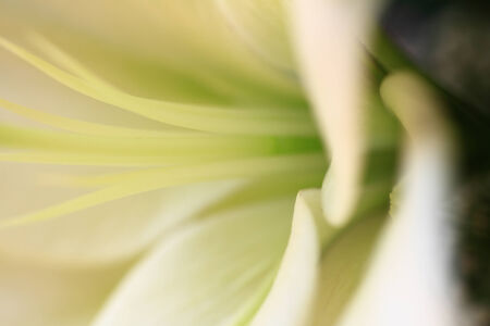 Fine art of close-up flower blurredの写真素材