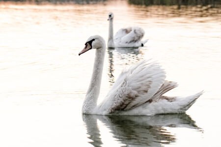 Swan in the beautiful sunset over the lake - yellow toneの写真素材