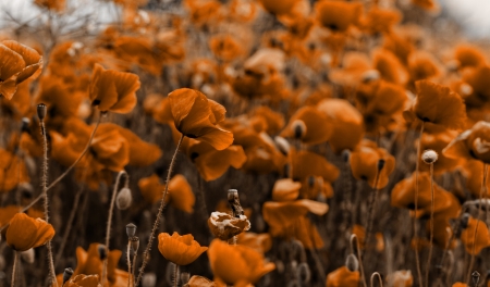 Red poppies blooming in the wild meadow - sepia toneの写真素材