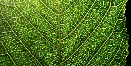 A macro of a leaf texture to back lightingの写真素材