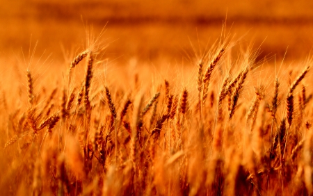 Fields of wheat at the end of summer fully ripeの写真素材