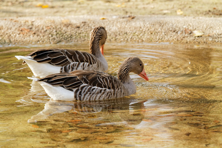 Close up photo of wild-goose in the sunshine の写真素材
