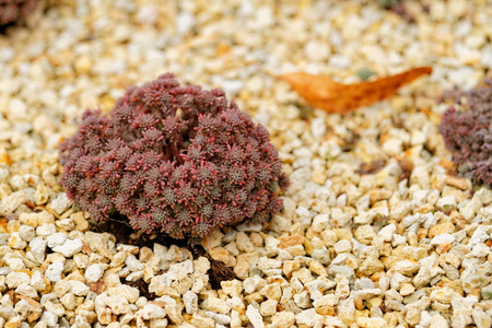 Close up photo of a claret ornamentalsの写真素材