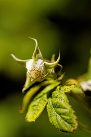Close up photo of a beautiful raspberry inflorescence