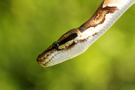 Beautiful photo of a snake head and faceの写真素材
