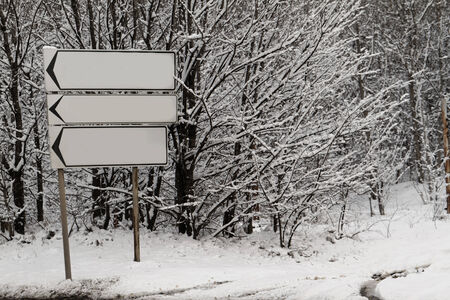 Forest of thin trees covered in snowの写真素材