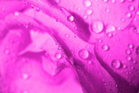 Macro photo of a rose with water dropletsの写真素材