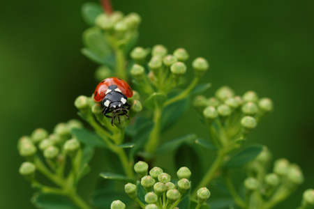 Close up photo of beautiful green grass with a ladybird