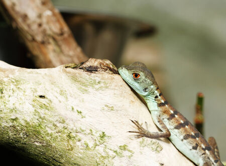 Close up photo of a brown lizard