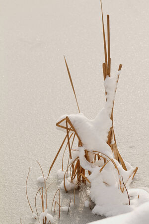Weed covered in snow on a frozen lakeの写真素材