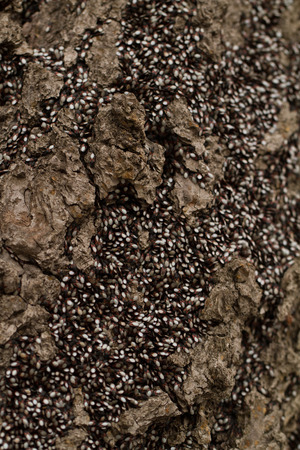 Close up photo of bugs on the trunk 