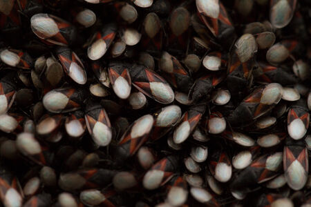 Close up photo of bugs on the trunk の写真素材