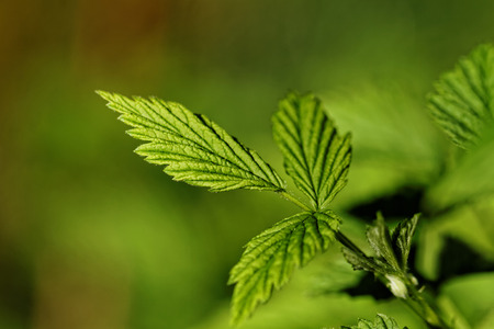 Close up photo of a green hairy leaf