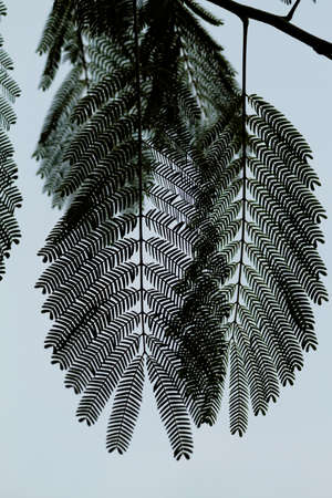 Beautiful close up photo of  green leaves