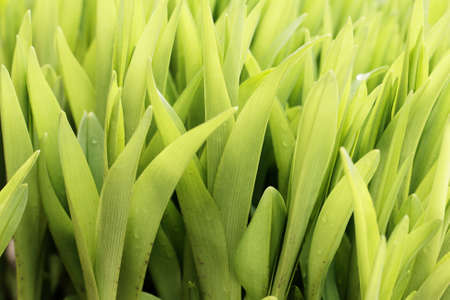 Close up photo of green tulip's leaves