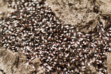 Close up photo of bugs on the trunk の写真素材