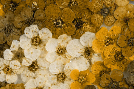 Decorative montage compilation of colorful dried spring flowers (brown)の写真素材