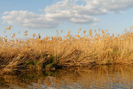 Photo of gold reeds at the lakeの写真素材