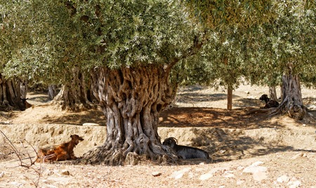 Photo of a goat in the olive groveの写真素材