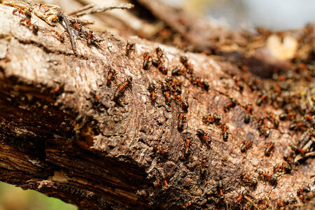 Close up photo lot of red ant in the forestの写真素材