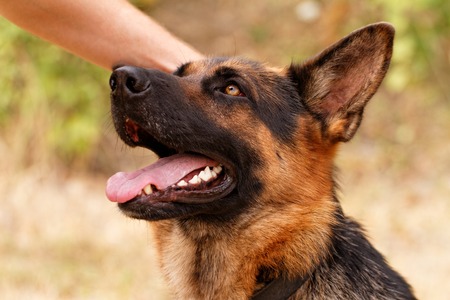 Photo of a friendly German shepherd dogの写真素材